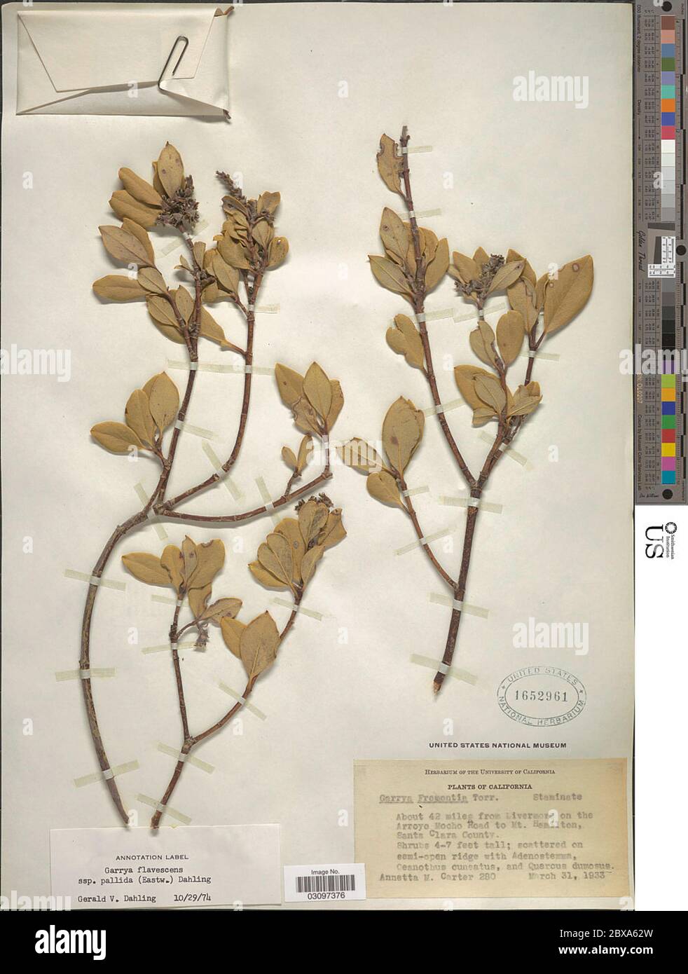 Garrya flavescens subsp pallida Eastw Bacig ex Ewan Garrya flavescens subsp pallida Eastw Bacig ex Ewan. Stock Photo