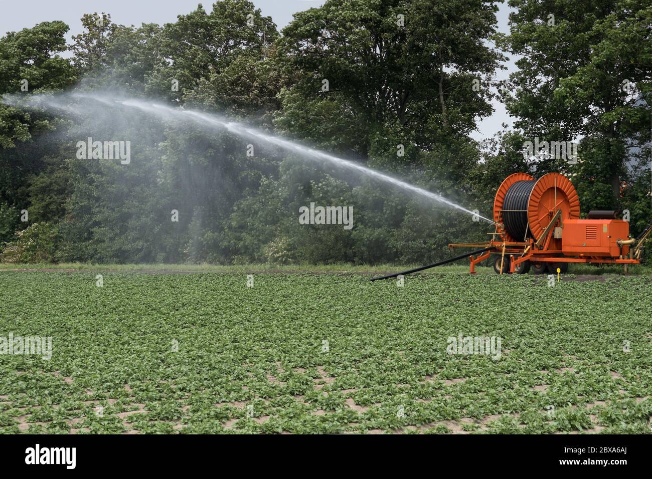 Spraying water on a field with an irrigation system and large hose reel in  the Netherlands during prolonged drought on a field with vegetables Stock  Photo - Alamy