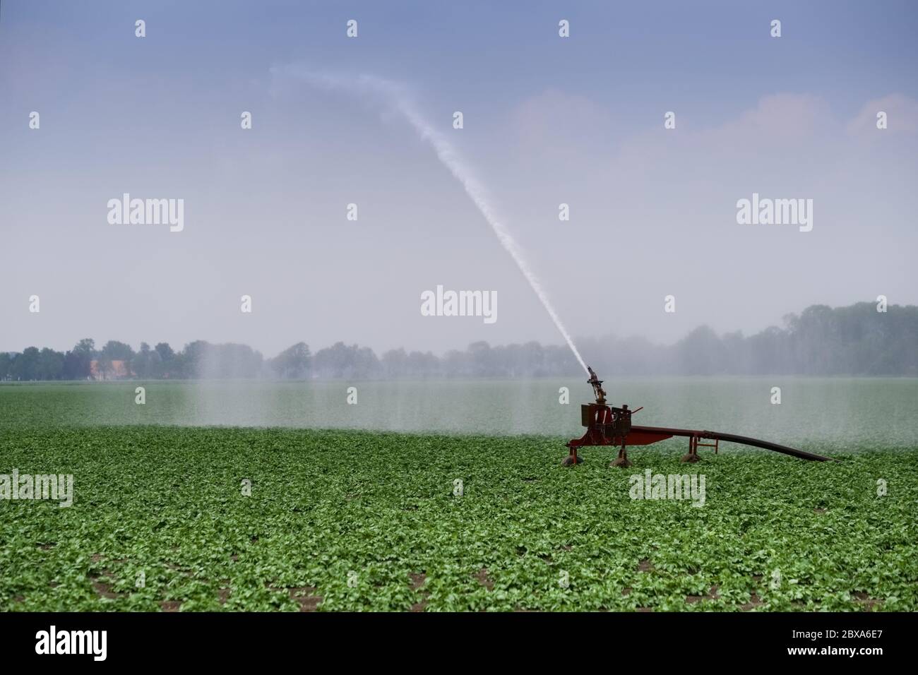 Spraying water on a field with an irrigation system in the Netherlands during prolonged drought on a field with vegetables Stock Photo