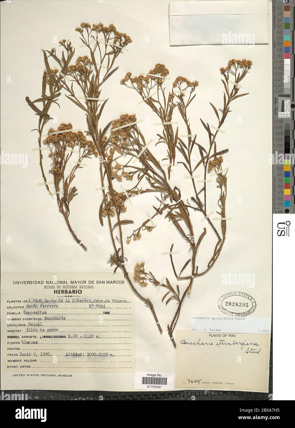 Baccharis gnidiifolia Kunth Baccharis gnidiifolia Kunth. Stock Photo