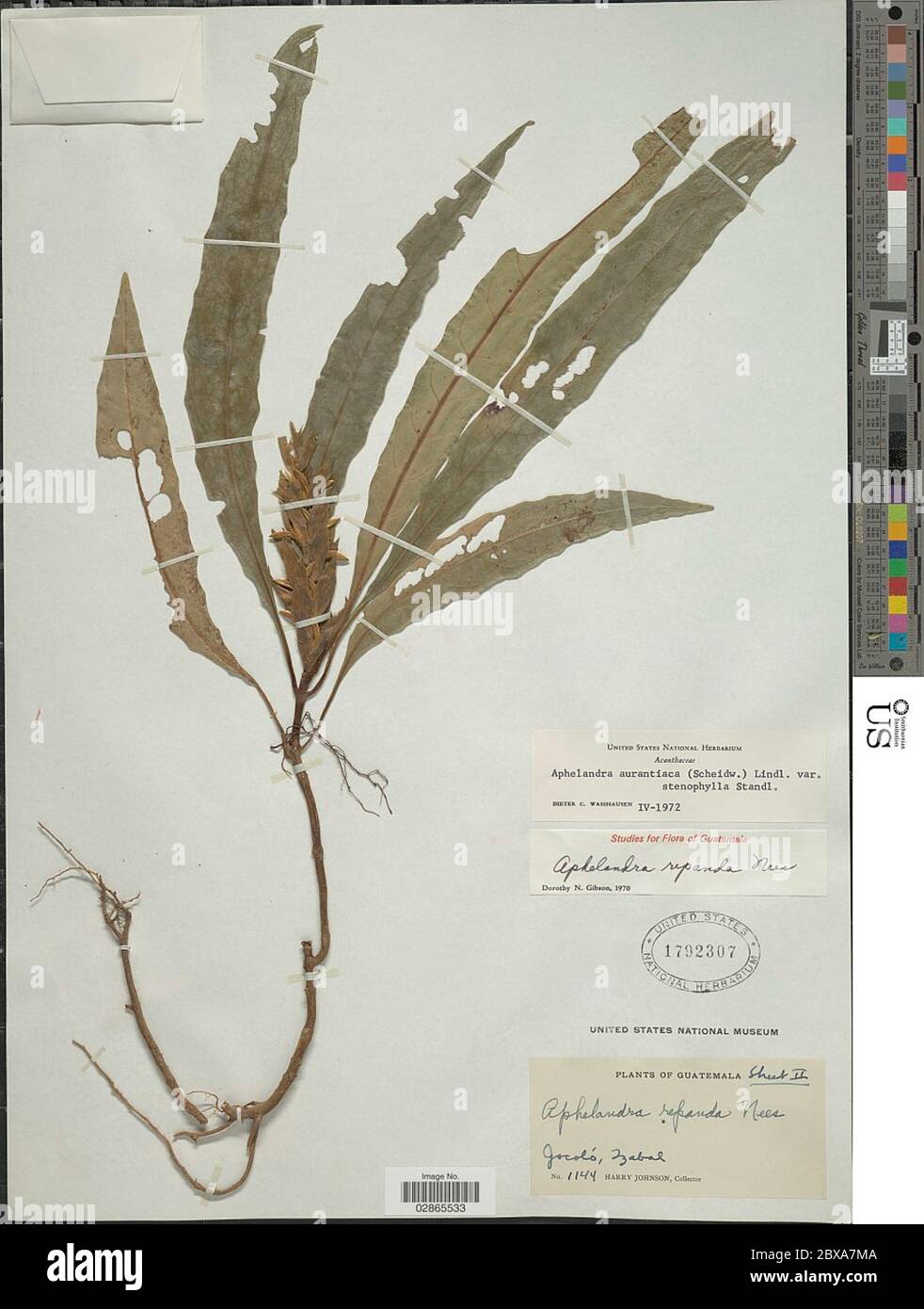 Aphelandra aurantiaca var stenophylla Standl Aphelandra aurantiaca var stenophylla Standl. Stock Photo
