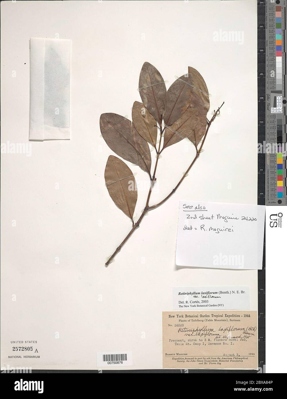 Retiniphyllum laxiflorum Benth NE Br var laxiflorum Retiniphyllum laxiflorum Benth NE Br var laxiflorum. Stock Photo