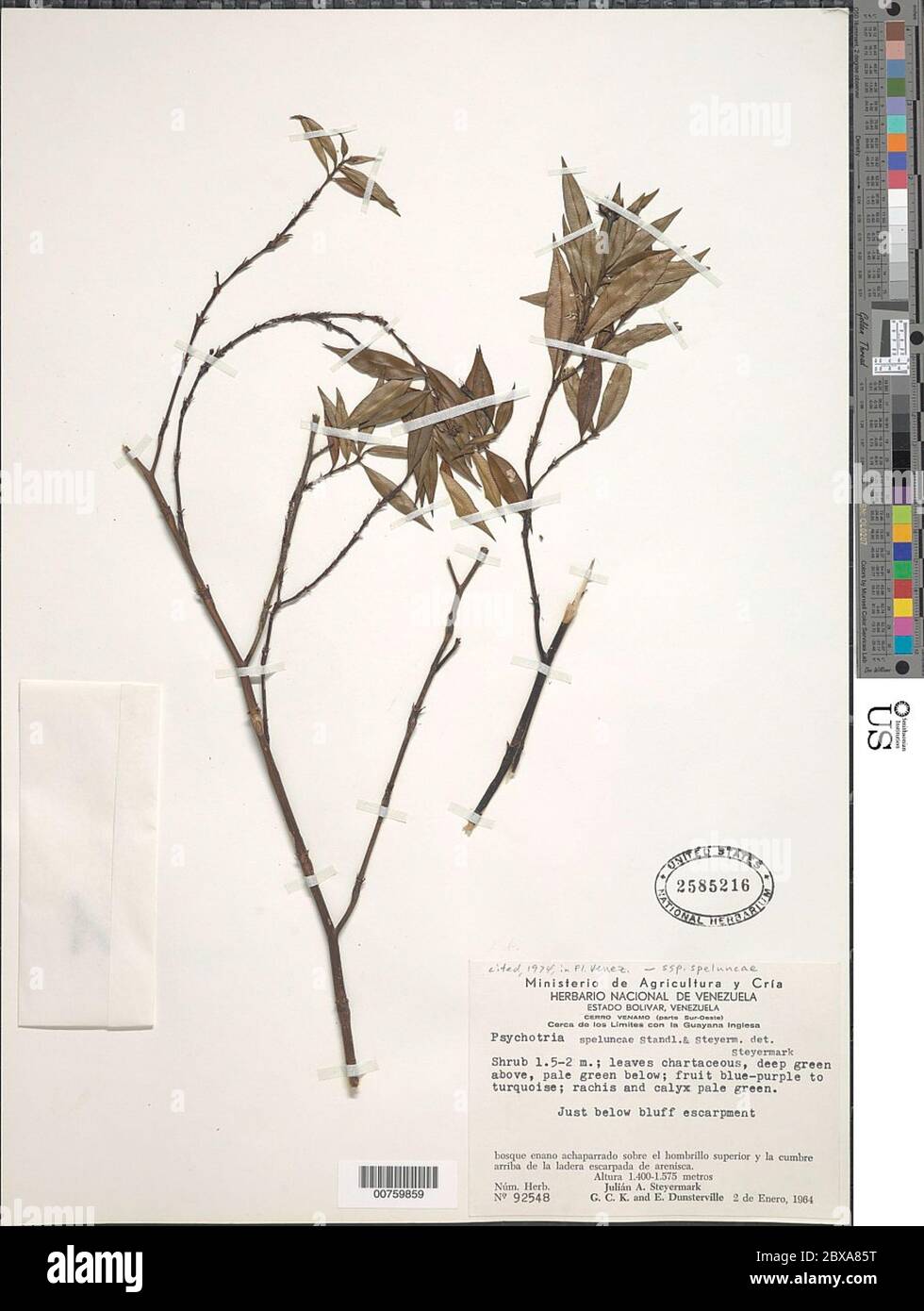Psychotria speluncae Standl Steyerm subsp speluncae Psychotria speluncae Standl Steyerm subsp speluncae. Stock Photo