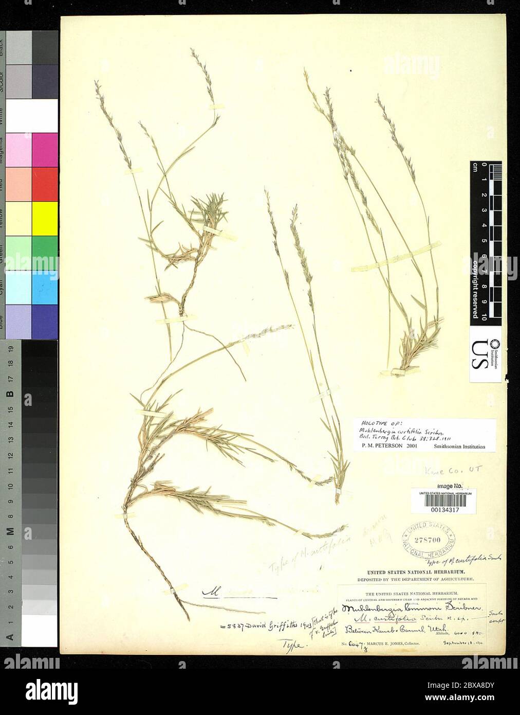 00134317.tif Muhlenbergia curtifolia Scribn. Stock Photo