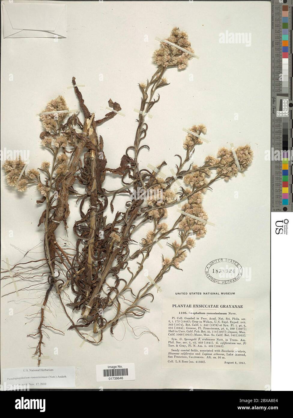 Pseudognaphalium ramosissimum Nutt Anderb Pseudognaphalium ramosissimum Nutt Anderb. Stock Photo