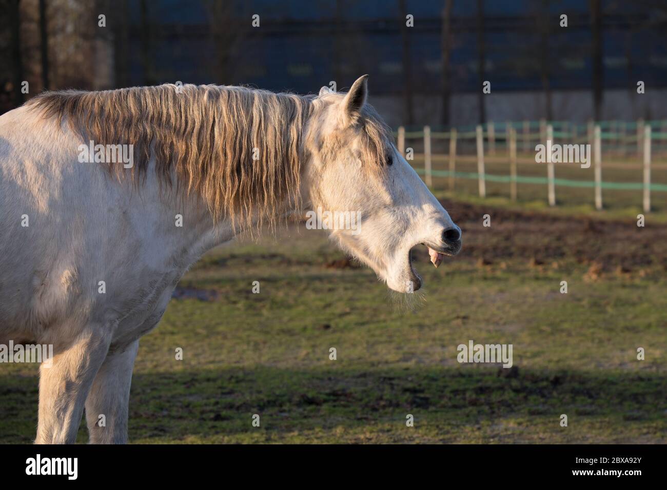 Biting stallion hires stock photography and images Alamy