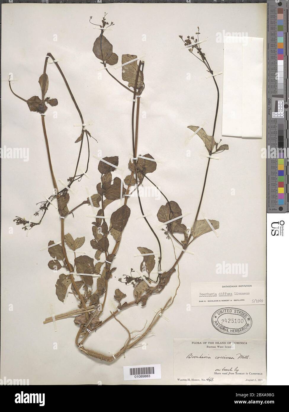 Boerhavia diffusa var diffusa L Boerhavia diffusa var diffusa L. Stock Photo