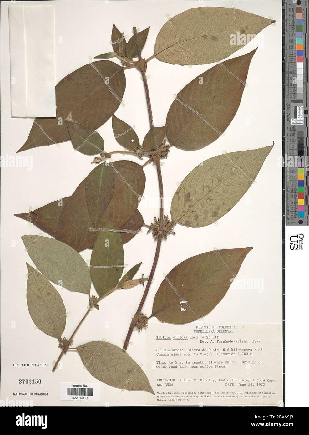 Sabicea villosa Willd ex Roem Schult Sabicea villosa Willd ex Roem Schult. Stock Photo