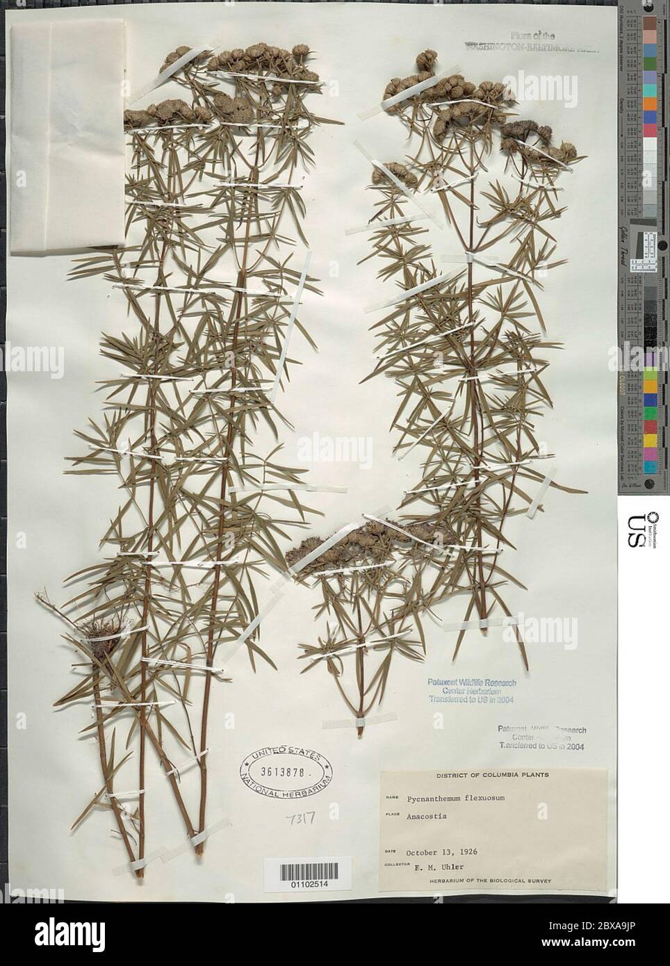 Pycnanthemum flexosum Pycnanthemum flexosum. Stock Photo