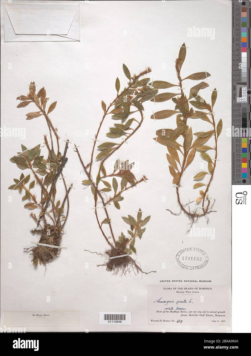 Sauvagesia erecta L Sauvagesia erecta L Stock Photo Alamy