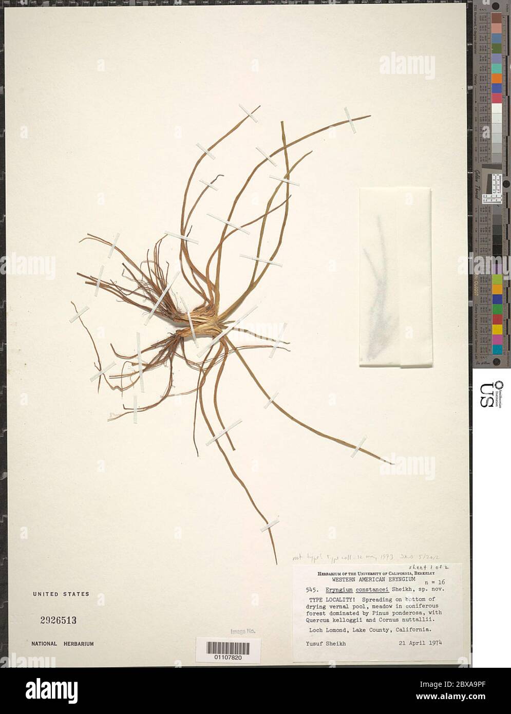 Eryngium constancei MY Sheikh Eryngium constancei MY Sheikh Stock Photo