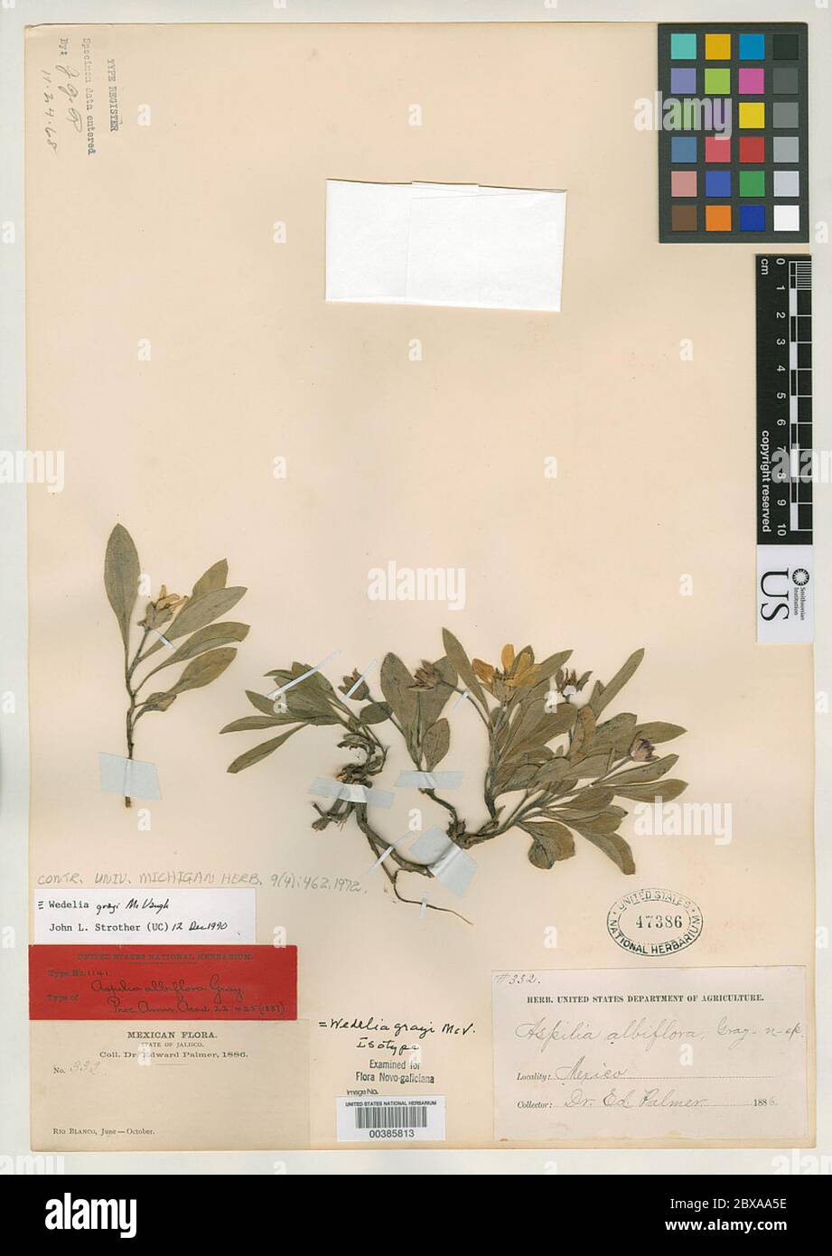 Aspilia albiflora A Gray Aspilia albiflora A Gray. Stock Photo