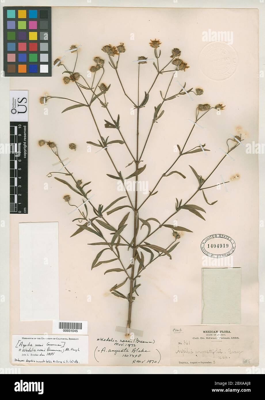 Aspilia angustifolia A Gray nom illeg Aspilia angustifolia A Gray nom illeg. Stock Photo