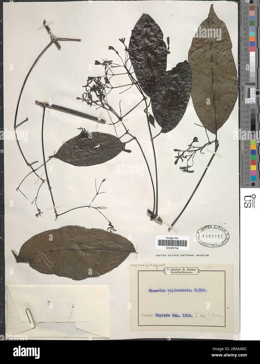 Tarenna bipindensis K Schum Bremek Tarenna bipindensis K Schum Bremek. Stock Photo