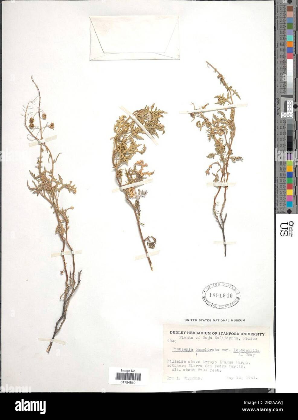 Franseria camphorata var leptophylla A Gray Franseria camphorata var leptophylla A Gray. Stock Photo