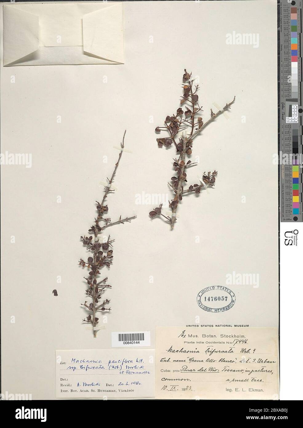 Machaonia pauciflora subsp trifurcata Borhidi Fernndez Machaonia pauciflora subsp trifurcata Borhidi Fernndez. Stock Photo