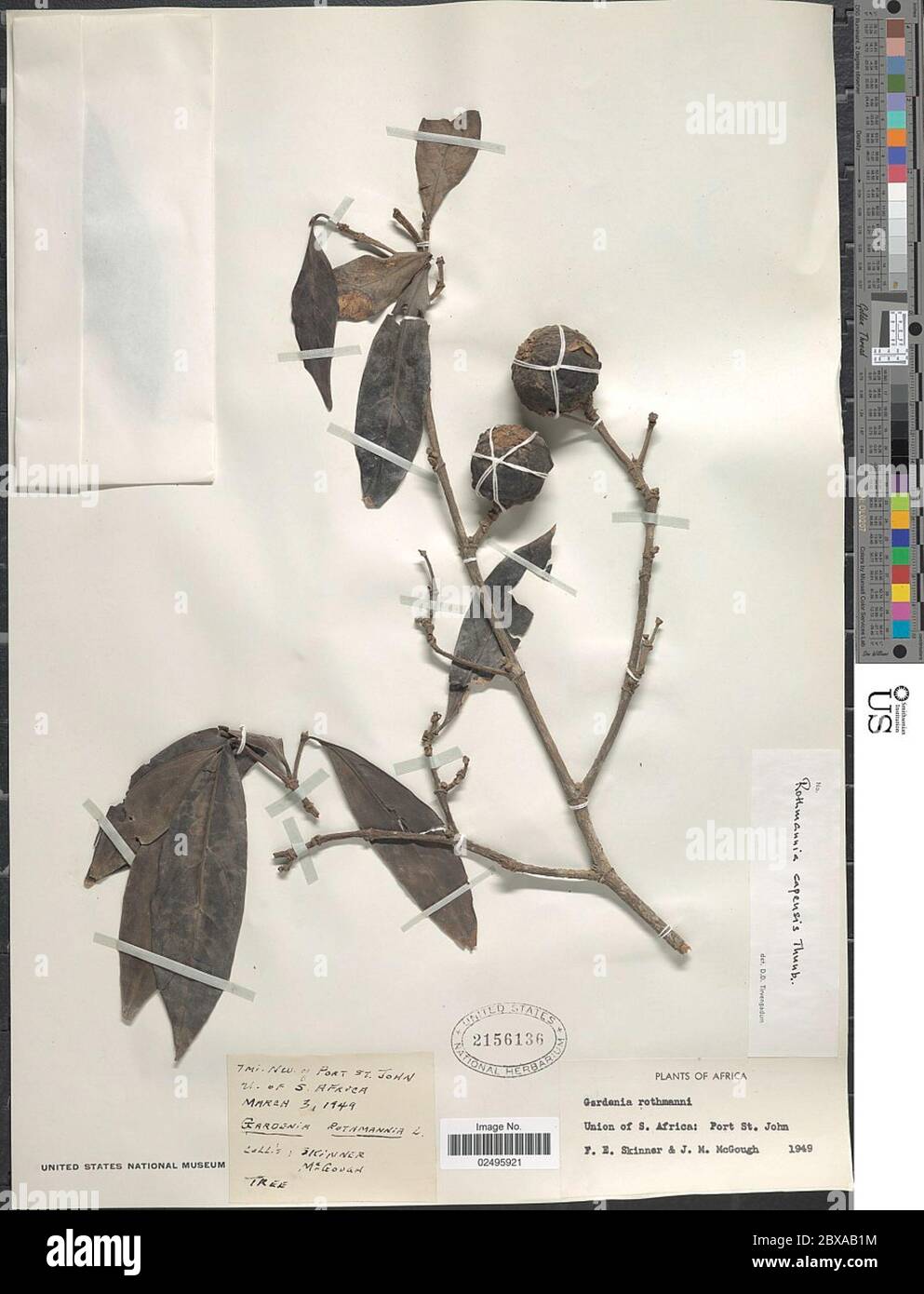 Rothmannia capensis Thunb Rothmannia capensis Thunb. Stock Photo