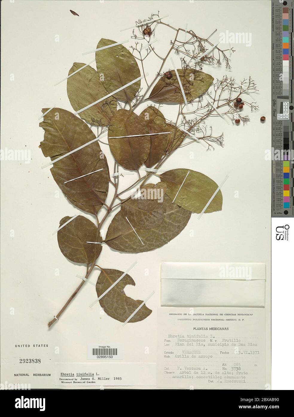 Ehretia tinifolia L Ehretia tinifolia L. Stock Photo