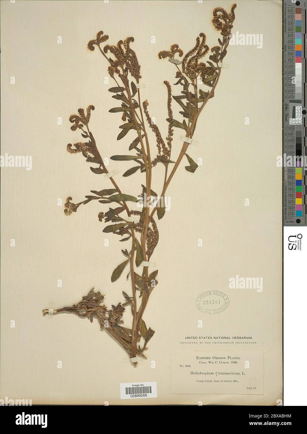 Heliotropium curassavicum var ssp Heliotropium curassavicum var ssp. Stock Photo