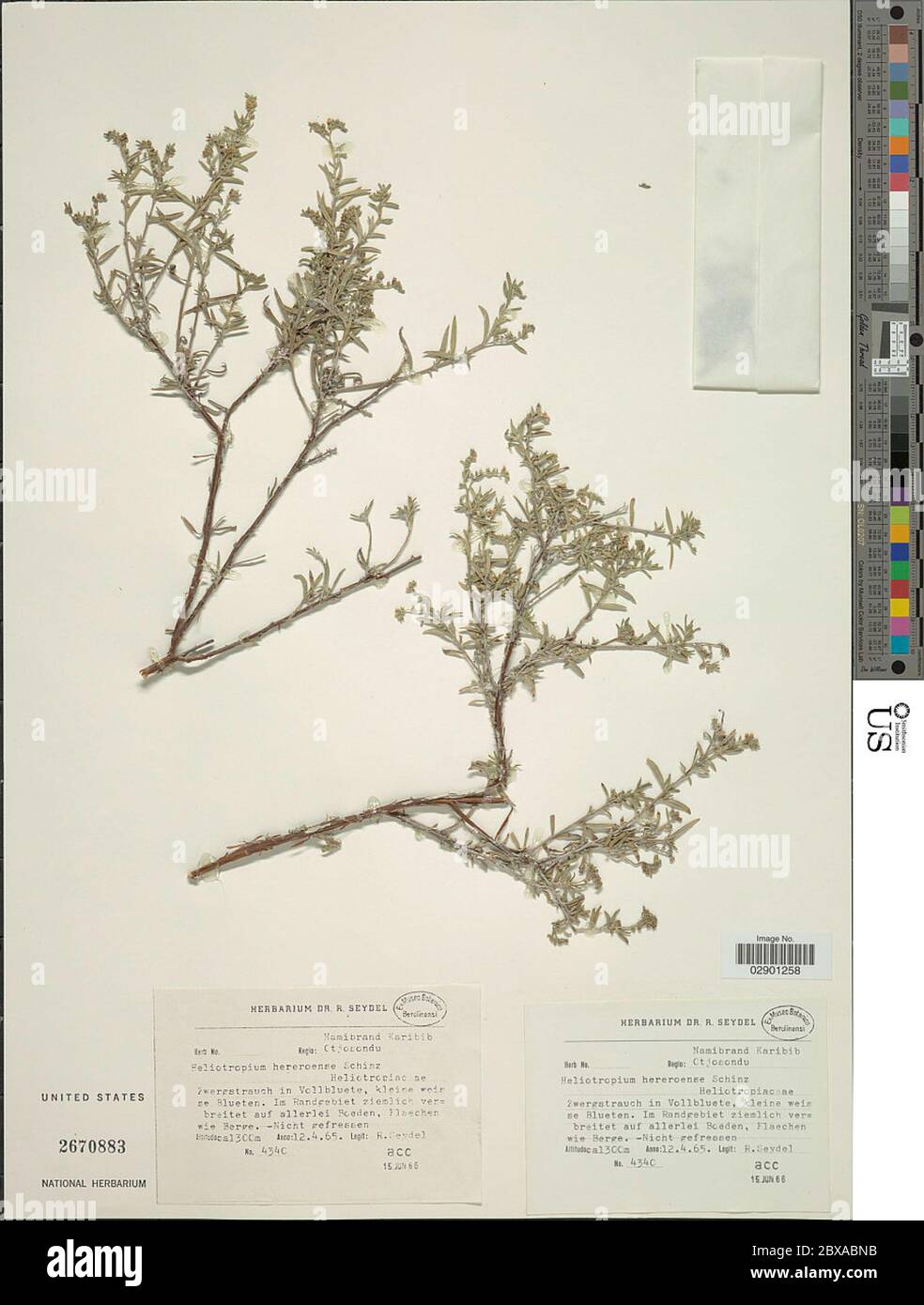 Heliotropium hereroense Schinz Heliotropium hereroense Schinz. Stock Photo