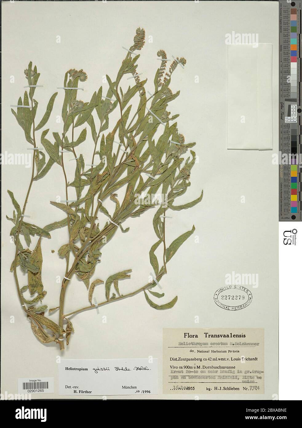 Heliotropium giessii Friedrich Heliotropium giessii Friedrich. Stock Photo