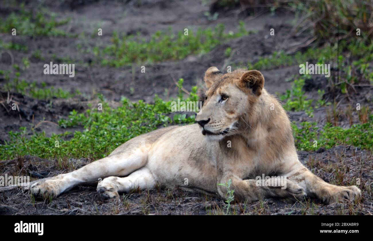 lioness in the rain Stock Photo - Alamy