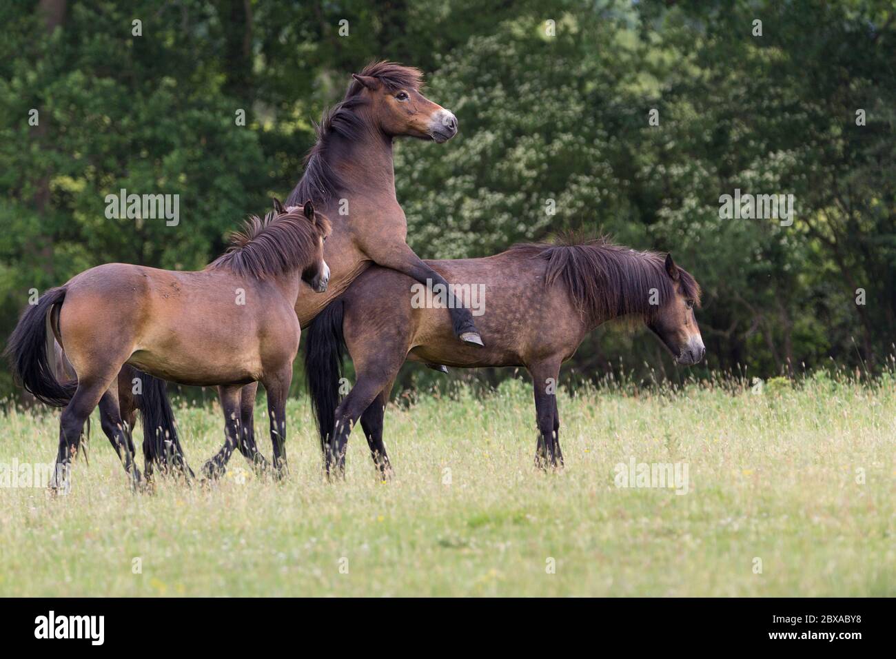 Exmoor ponies free roaming on the 3500 acre Knepp castle estate Shipley UK. The chestnut brown  ponies are used for grazing and rewilding the site. Stock Photo
