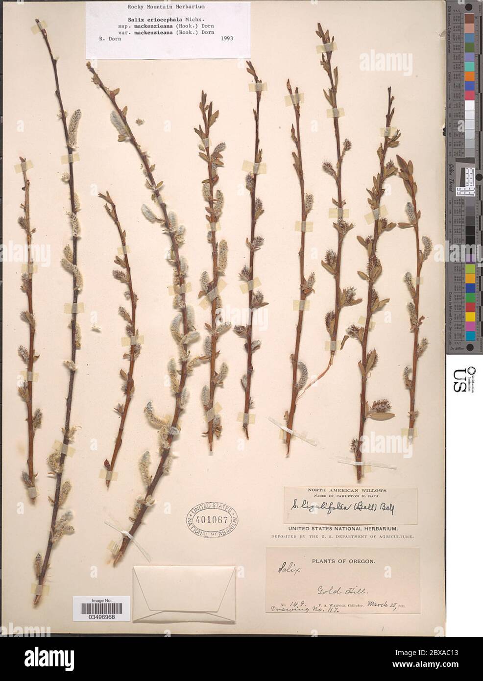 Salix eriocephala subsp mackenziena var mackenzieana Salix eriocephala subsp mackenziena var mackenzieana. Stock Photo