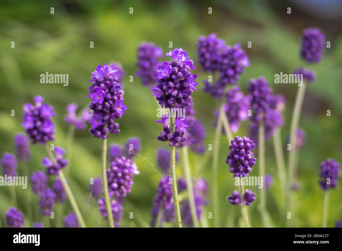 Lavender is blooming in spring time Stock Photo