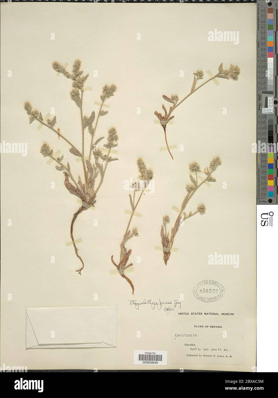 Plagiobothrys jonesii A Gray Plagiobothrys jonesii A Gray. Stock Photo