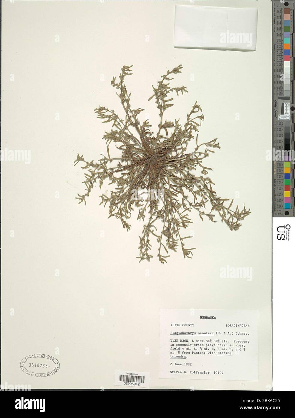 Plagiobothrys scouleri IM Johnst Plagiobothrys scouleri IM Johnst. Stock Photo