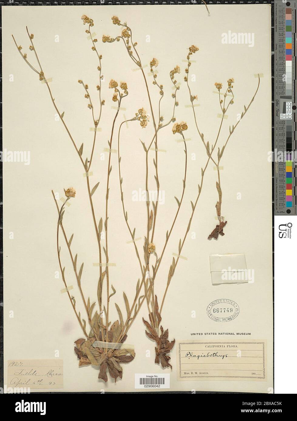 Plagiobothrys sp Plagiobothrys sp. Stock Photo