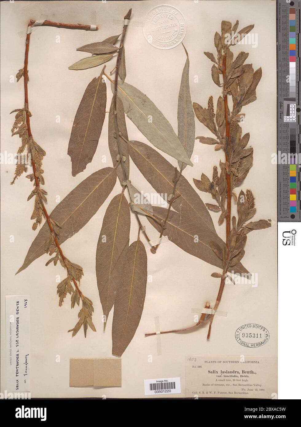 Salix lasiandra var lancifolia Bebb Salix lasiandra var lancifolia Bebb. Stock Photo