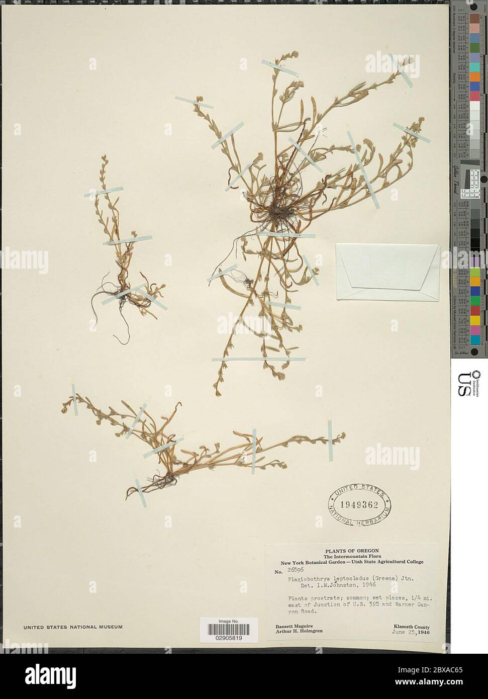 Plagiobothrys leptocladus Greene IM Johnst Plagiobothrys leptocladus Greene IM Johnst. Stock Photo