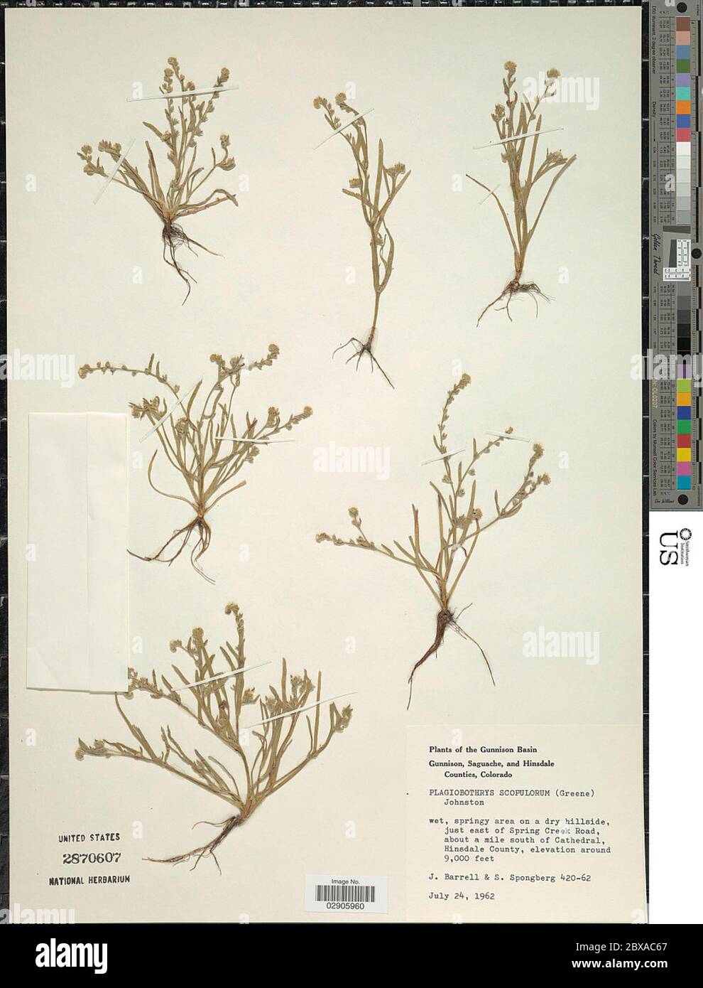 Plagiobothrys scopulorum Greene IM Johnst Plagiobothrys scopulorum Greene IM Johnst. Stock Photo