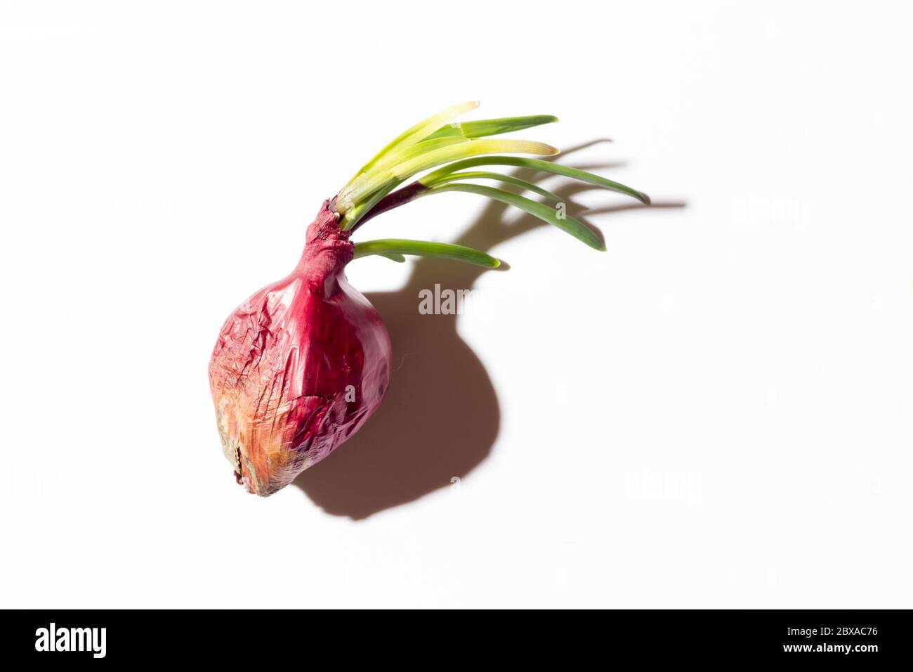 Ugly red onion with green sprouts on a white background with a hard shadow. Stock Photo