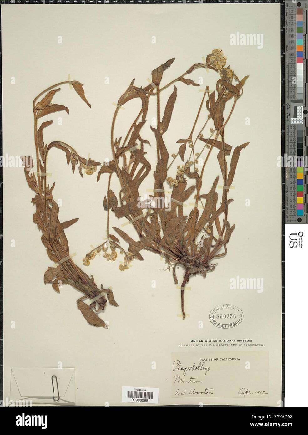Plagiobothrys sp Plagiobothrys sp. Stock Photo