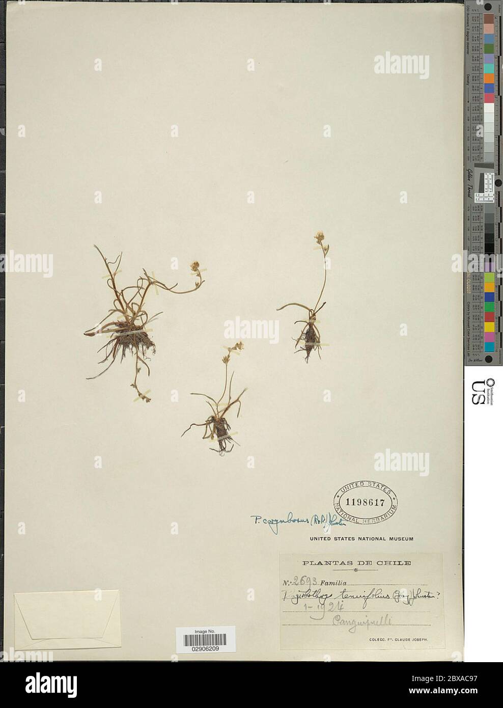 Plagiobothrys corymbosus Ruiz Pav IM Johnst Plagiobothrys corymbosus Ruiz Pav IM Johnst. Stock Photo