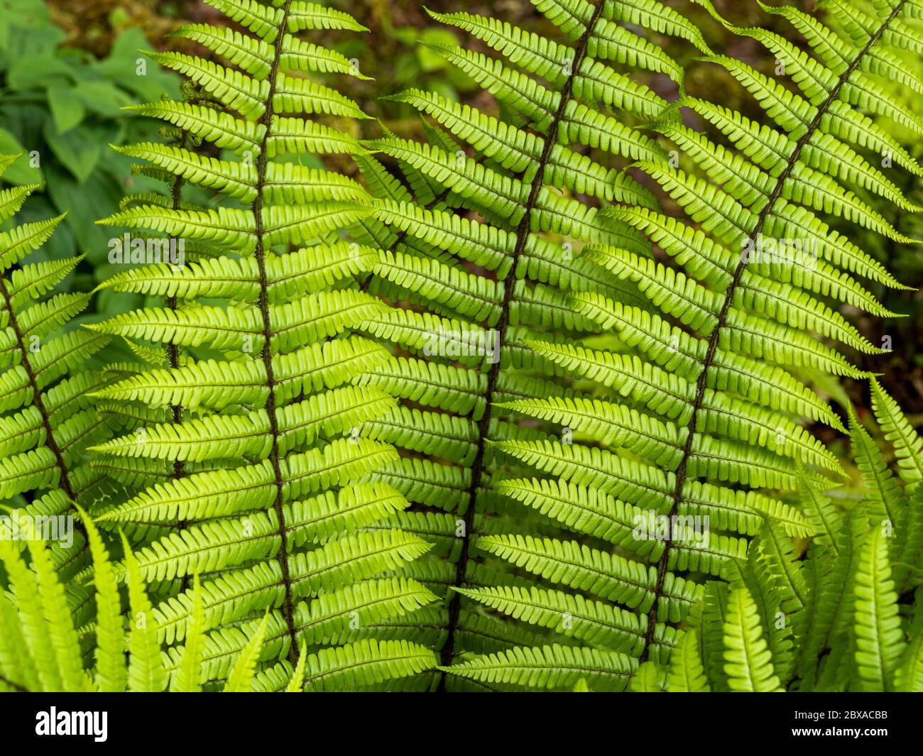 Closeup of the bright green fronds of the fern Dryopteris wallichiana Stock Photo