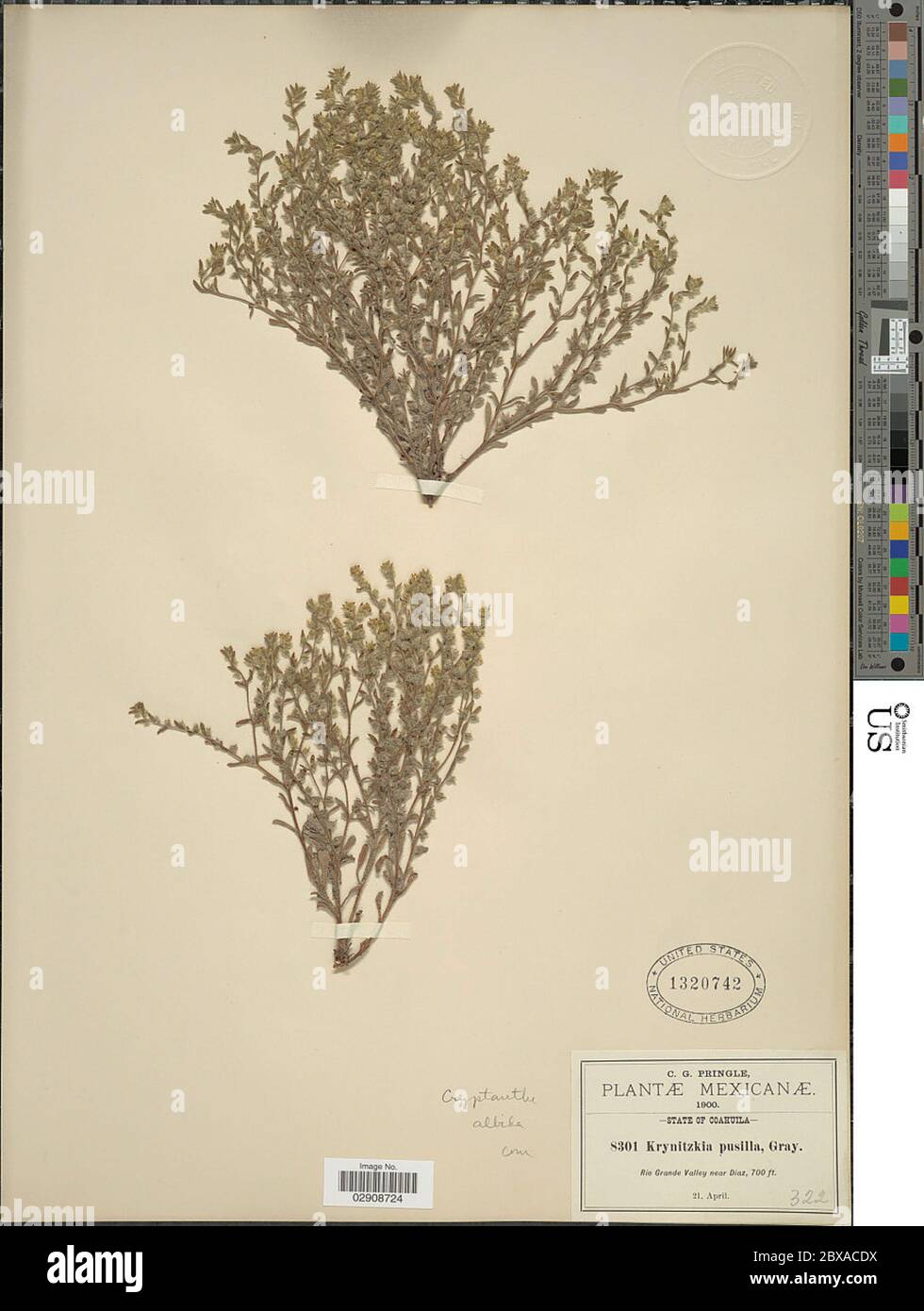 Cryptantha mexicana hi-res stock photography and images - Alamy