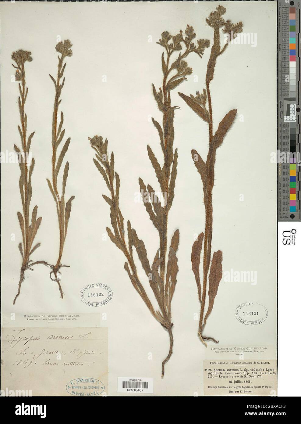 Lycopsis arvensis Lycopsis arvensis Stock Photo - Alamy