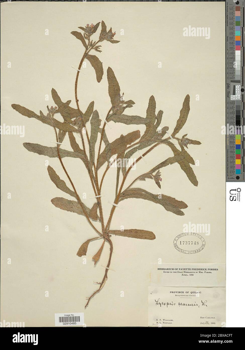 Lycopsis arvensis Lycopsis arvensis Stock Photo - Alamy