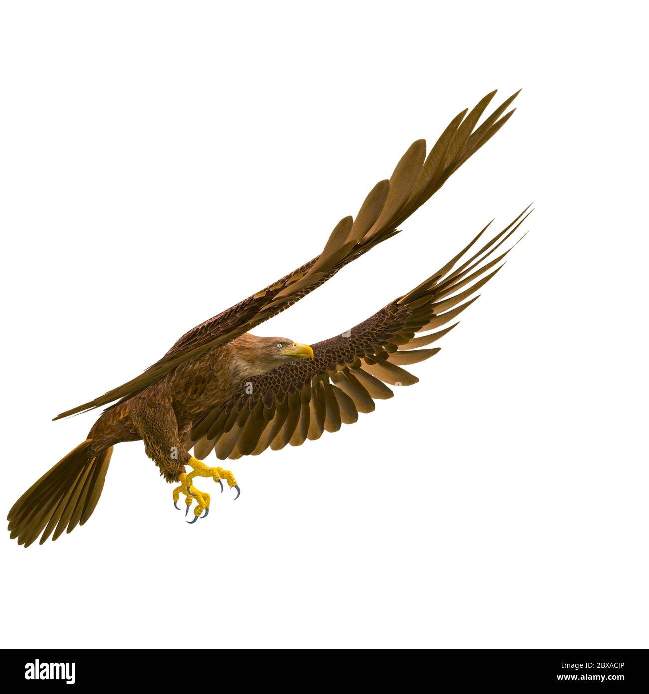 deepsea eagle landing on white background side view, 3d illustration