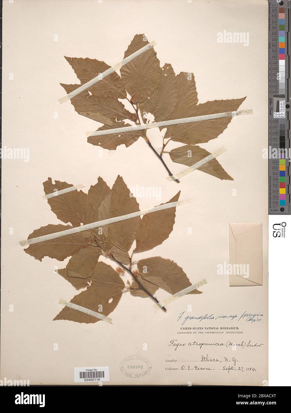 Fagus ferruginea hi-res stock photography and images - Alamy