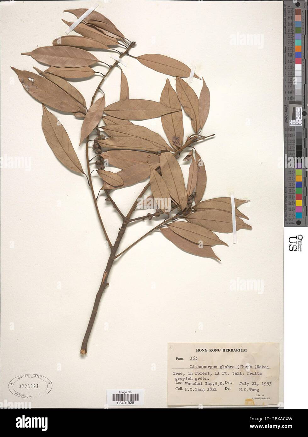 Lithocarpus glaber Thunb Nakai Lithocarpus glaber Thunb Nakai. Stock Photo