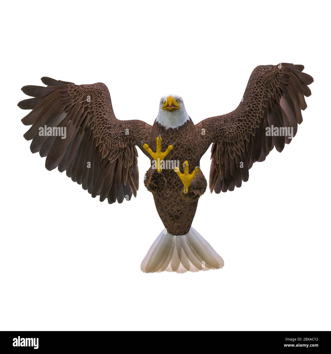 bald eagle attacking on white background bottom view, 3d illustration Stock Photo