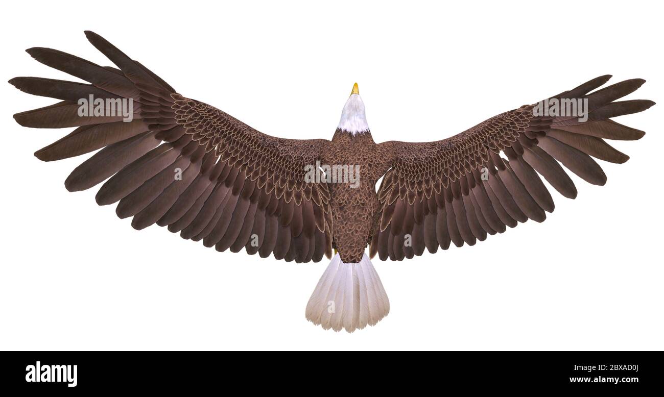 bald eagle floating on white background top view, 3d illustration Stock Photo
