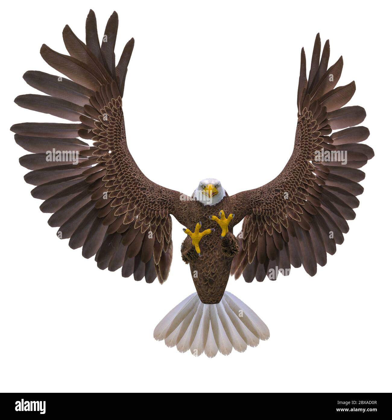 bald eagle hunting on white background bottom view, 3d illustration Stock Photo