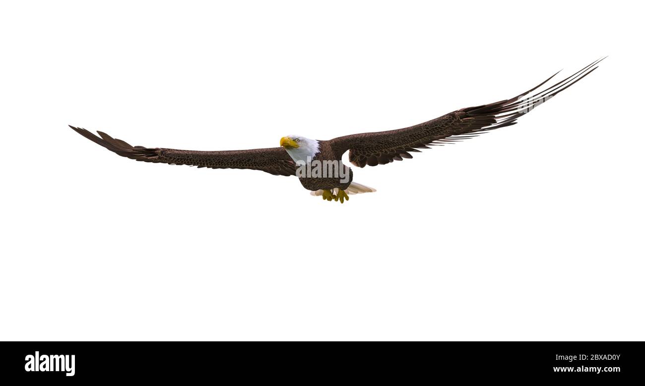 bald eagle floating on white background, 3d illustration Stock Photo