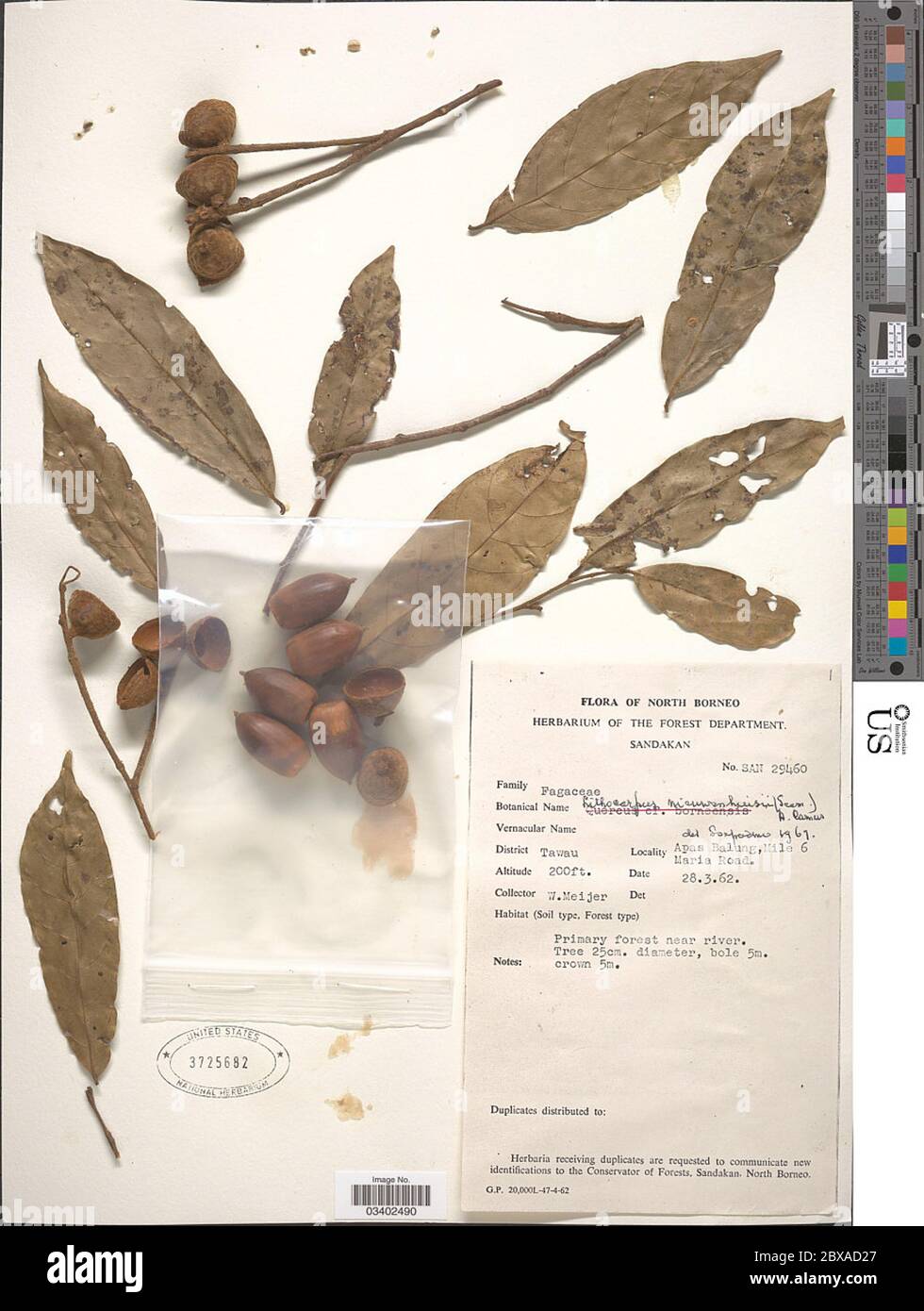 Lithocarpus nieuwenhuisii Seem A Camus Lithocarpus nieuwenhuisii Seem A Camus. Stock Photo